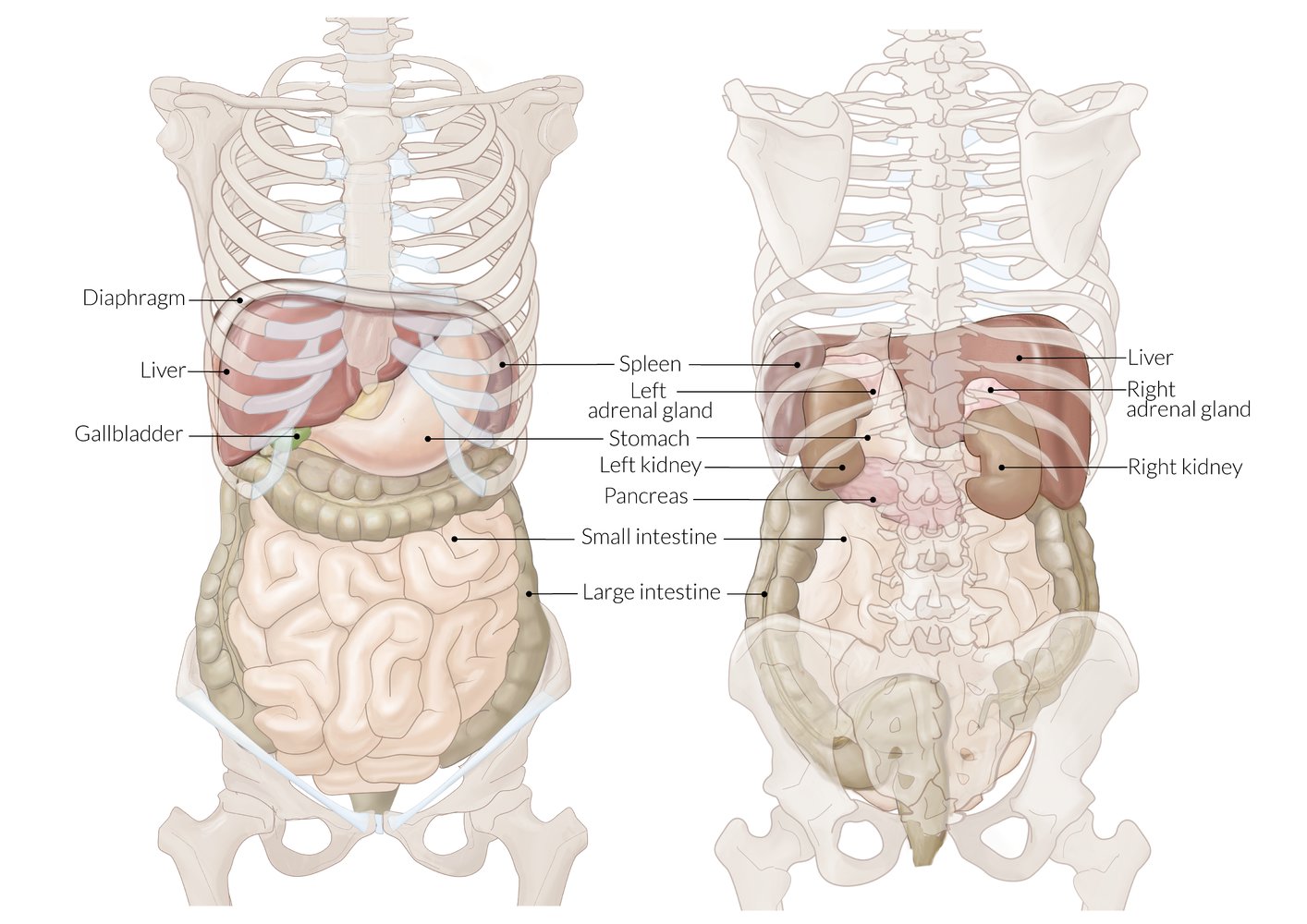 Anatomy Of Female Abdominal Organs