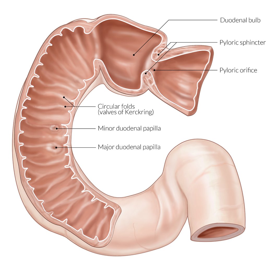 Major Duodenal Papilla