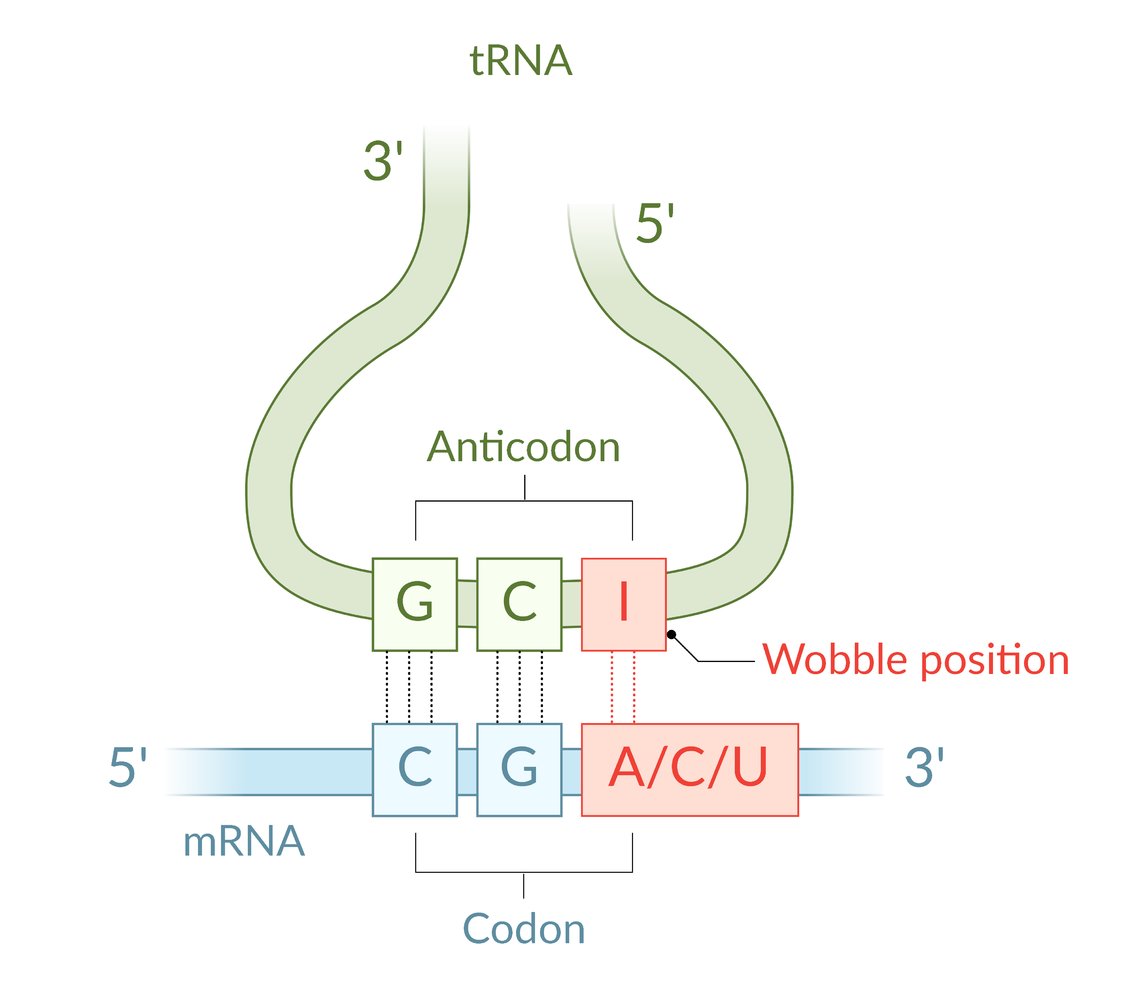 Codon Anticodon Relationship Genetic Code MCAT Content 45 OFF