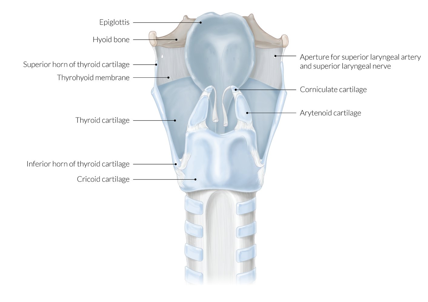 Cadaveric Position Of Rima Glottidis