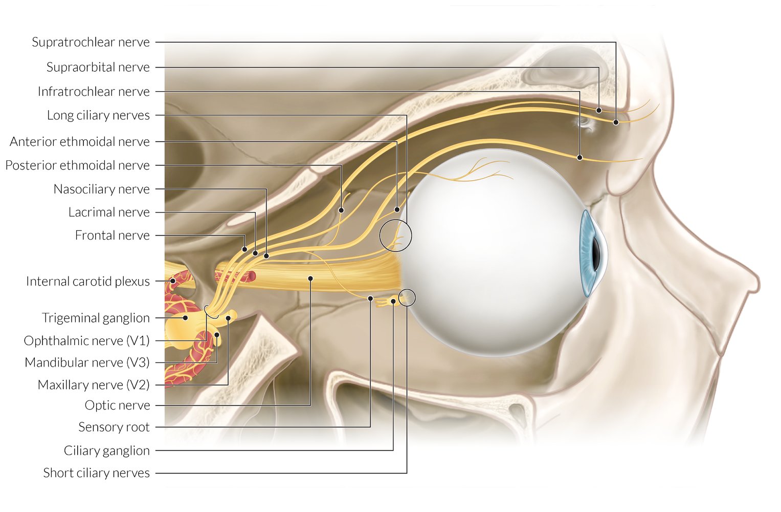 Optic Nerve Anatomy Optic Nerve An Overview ScienceDirect Topics