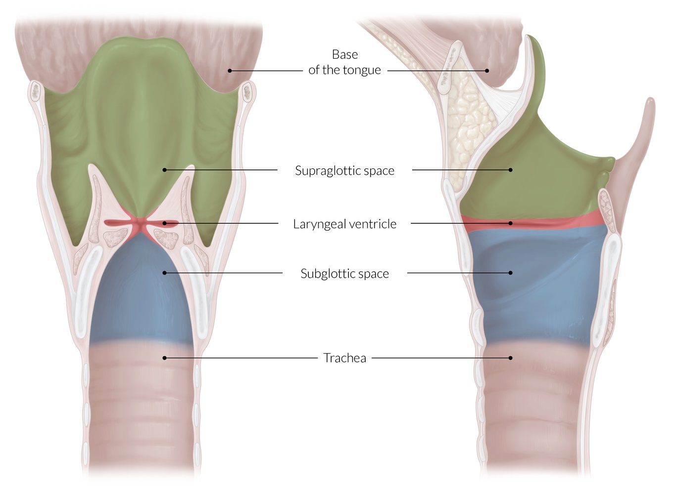 Larynx