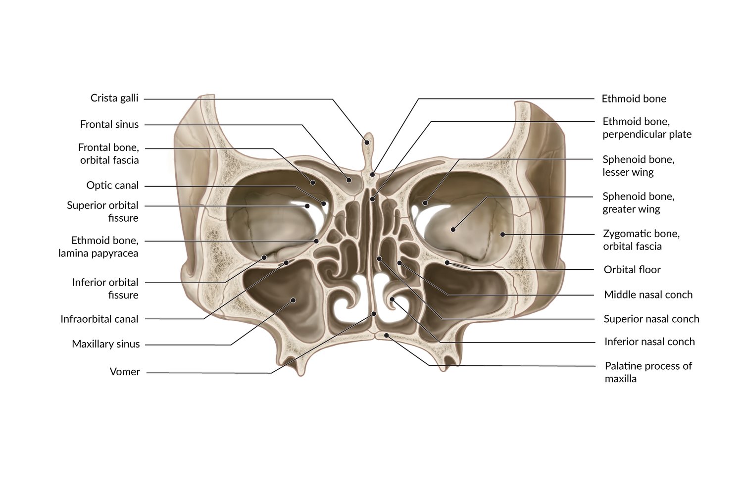 Ethmoid Sinus