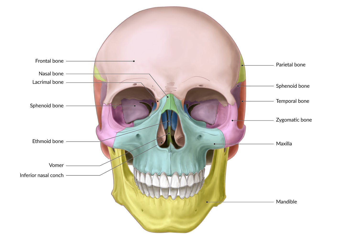 Lacrimal Bone