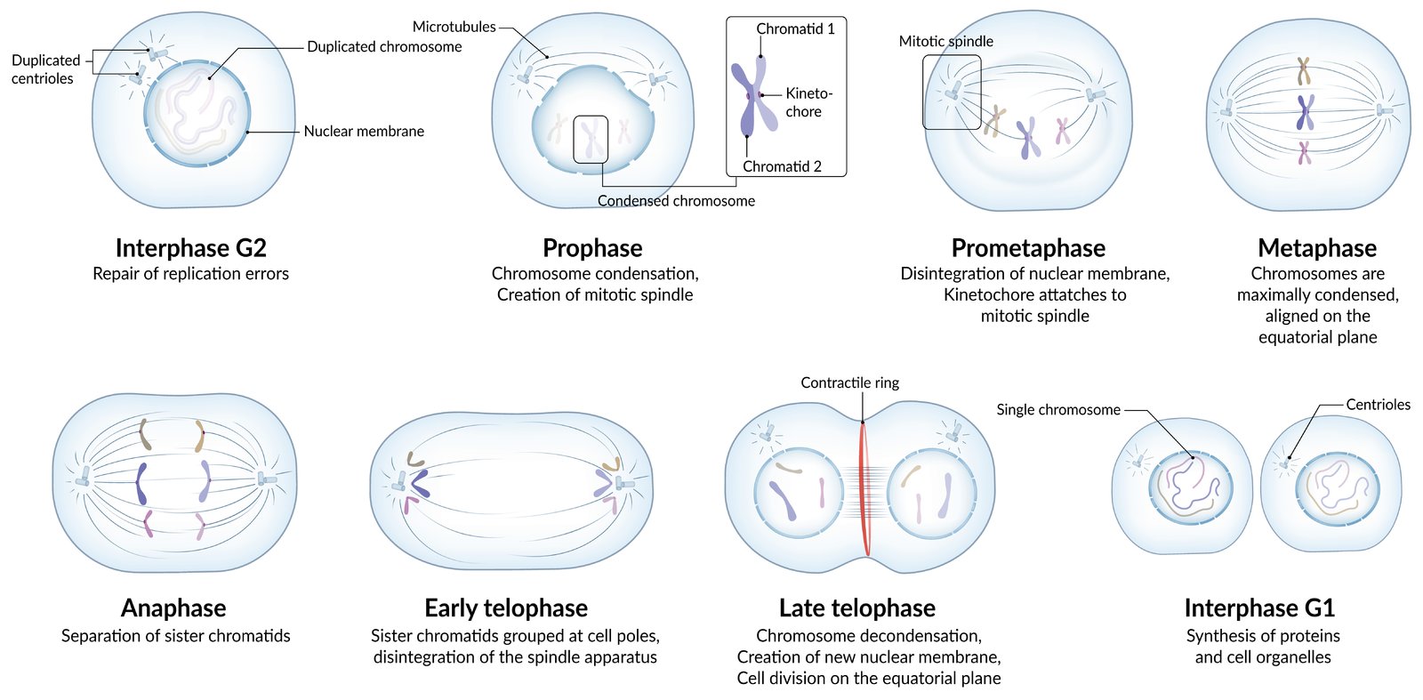 Mitosis Interphase G1 S G2