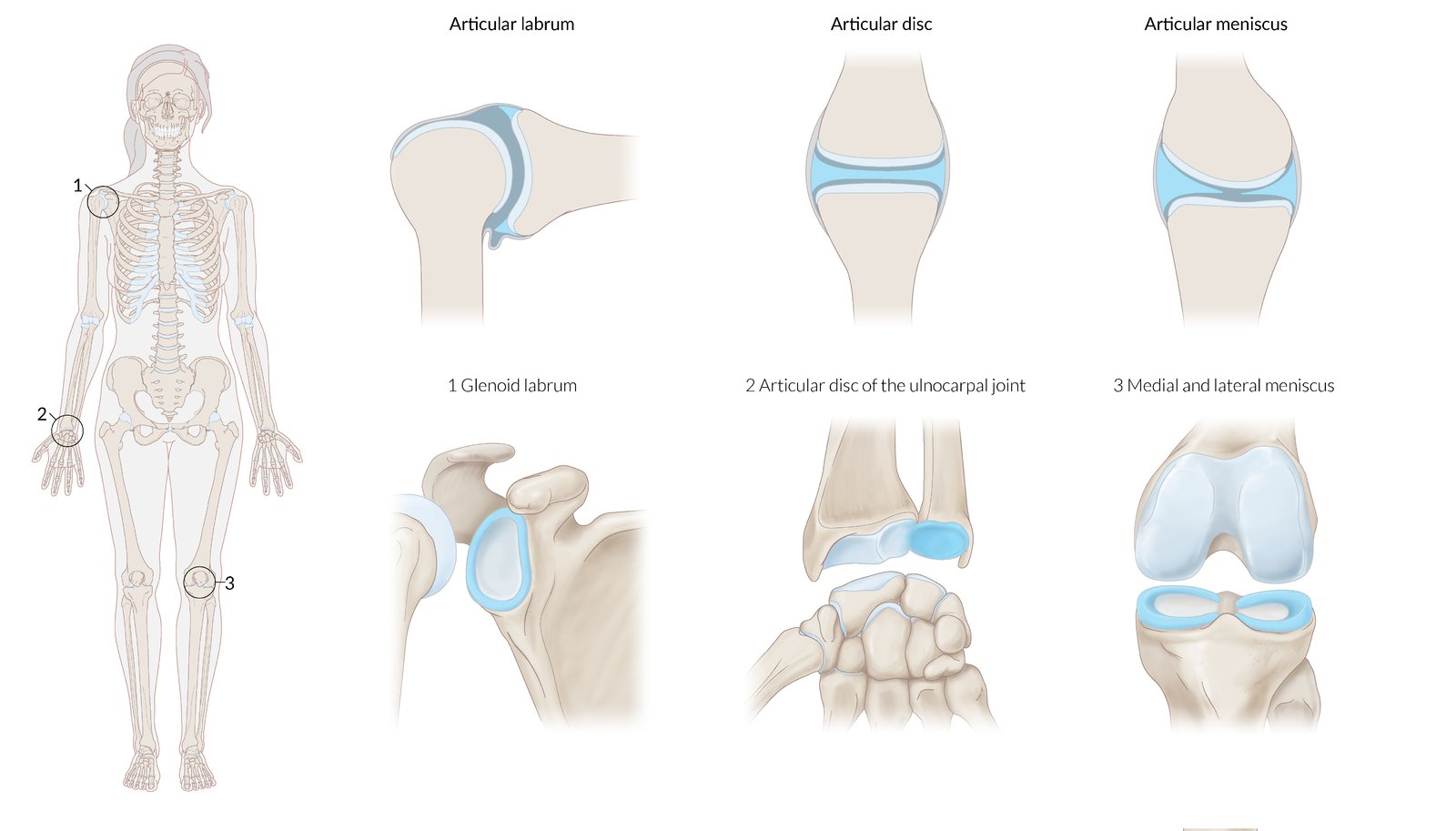 What Are The 4 Types Of Joints And Give Examples Of Each Design Talk