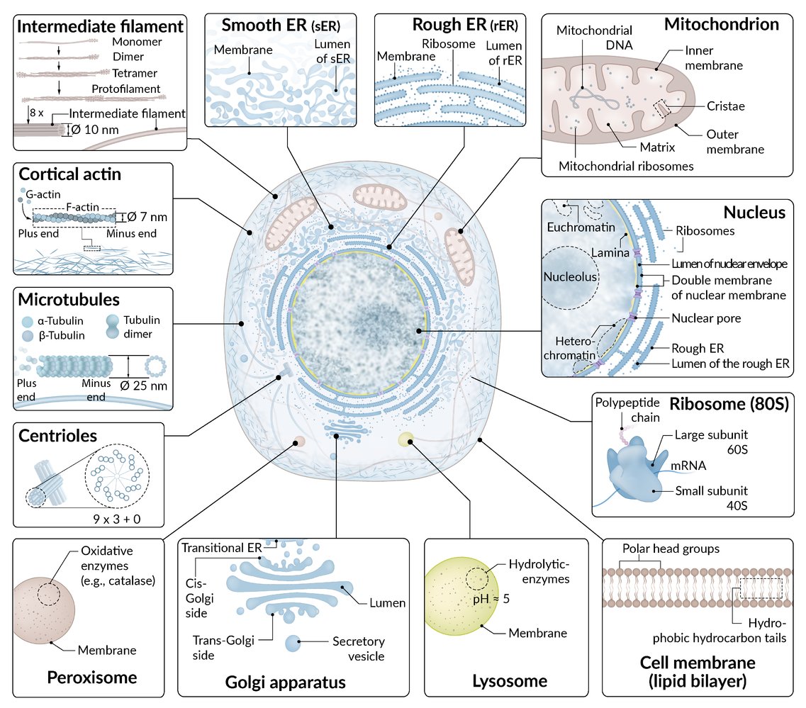 Endoplasmic Reticulum Biochemistry Medbullets Step 1 Transcription And