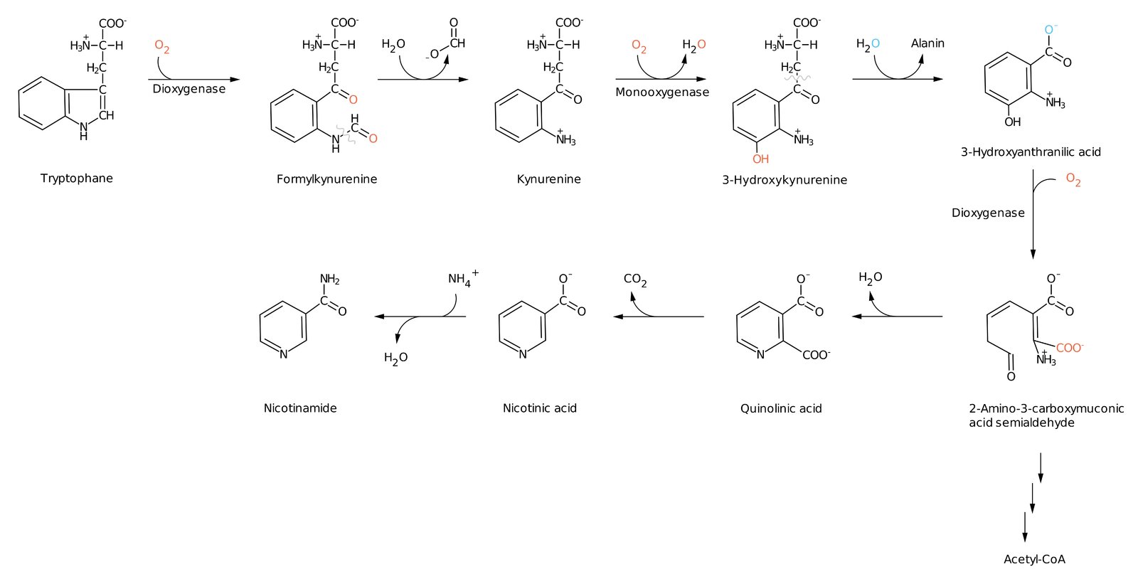 Amino Acids Knowledge Amboss