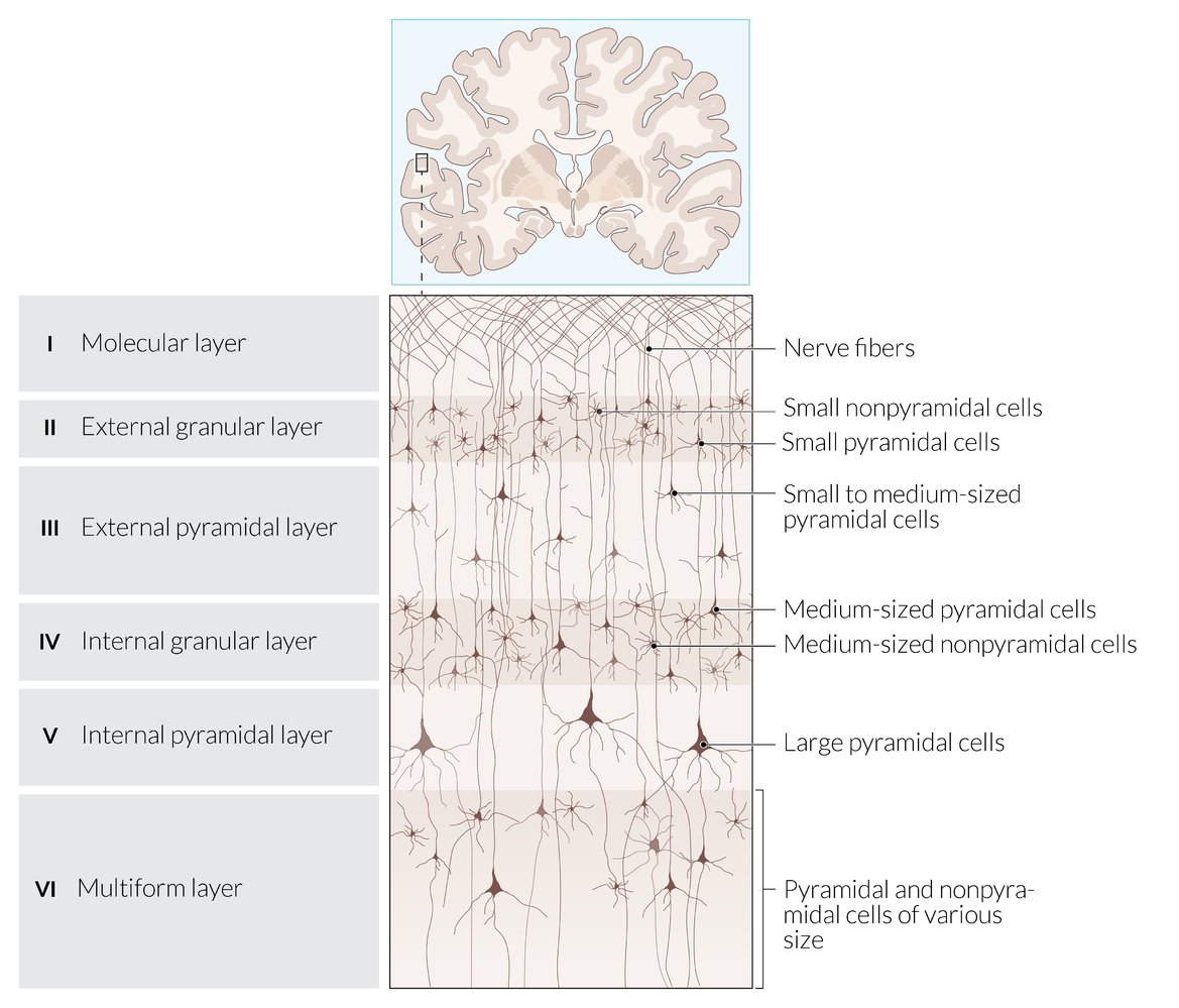 Cerebral Cortex Layers