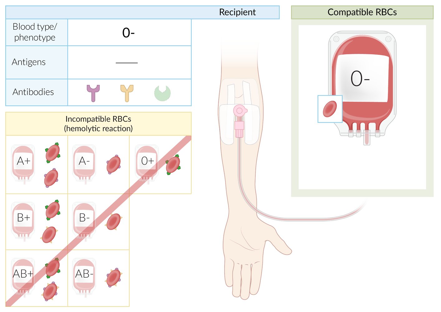 Transfusion - Knowledge @ AMBOSS