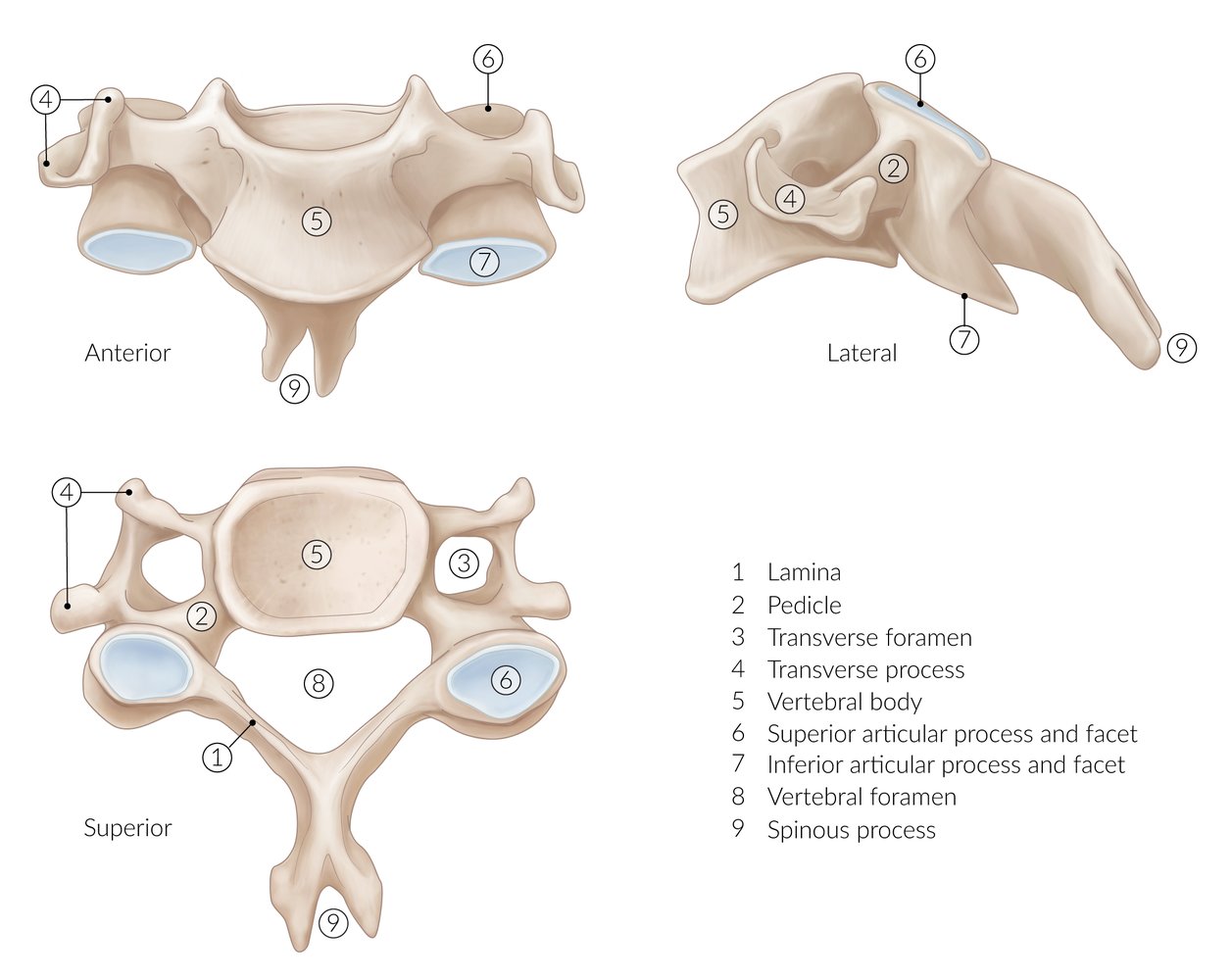 Transverse Foramen Of Cervical Vertebrae