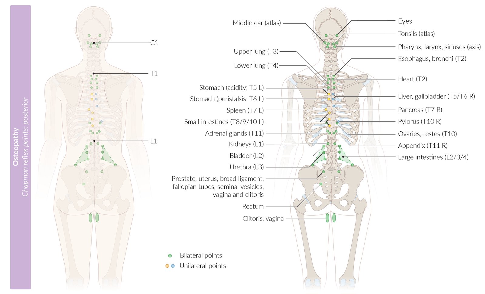 Chapman reflex points - Knowledge @ AMBOSS