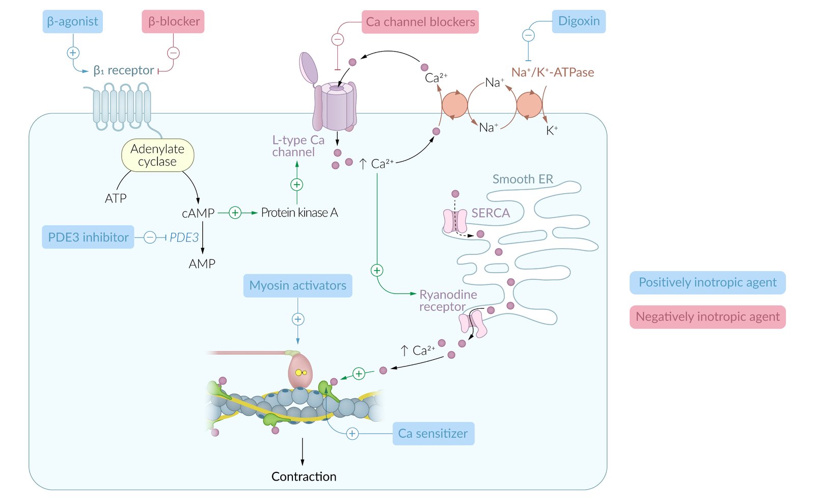 Phosphodiesterase Inhibitors What Are They How Do They 49 OFF