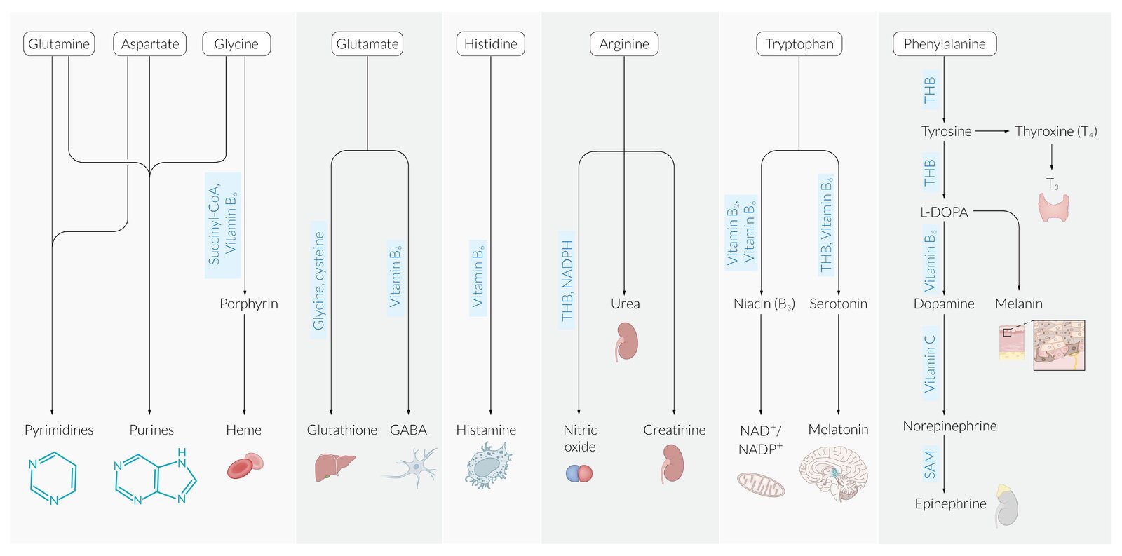Amino acids