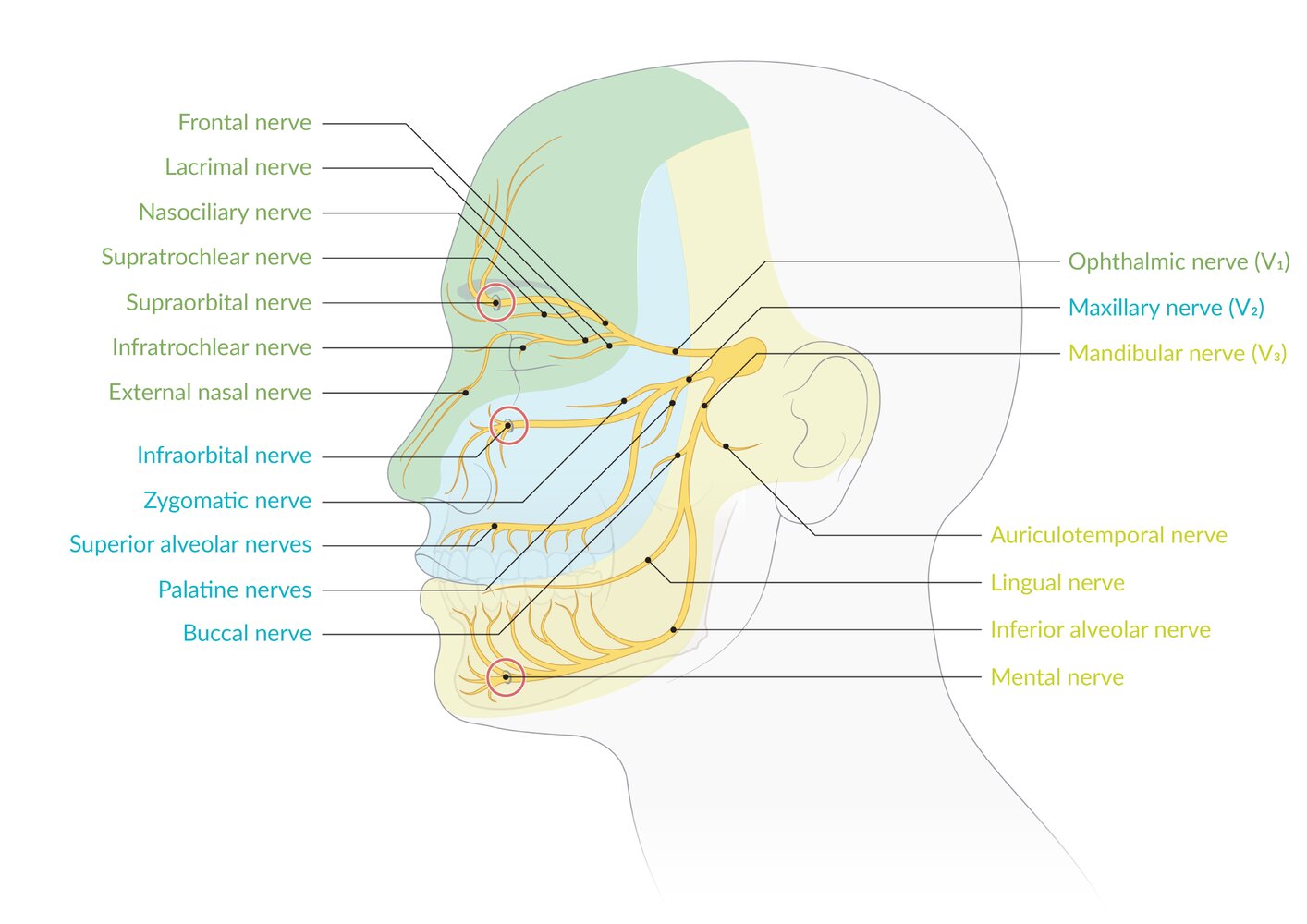 Cranial Nerve Palsies Knowledge Amboss