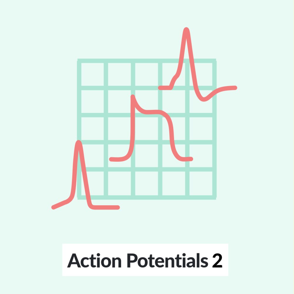 Resting potentials and action potentials - Knowledge @ AMBOSS