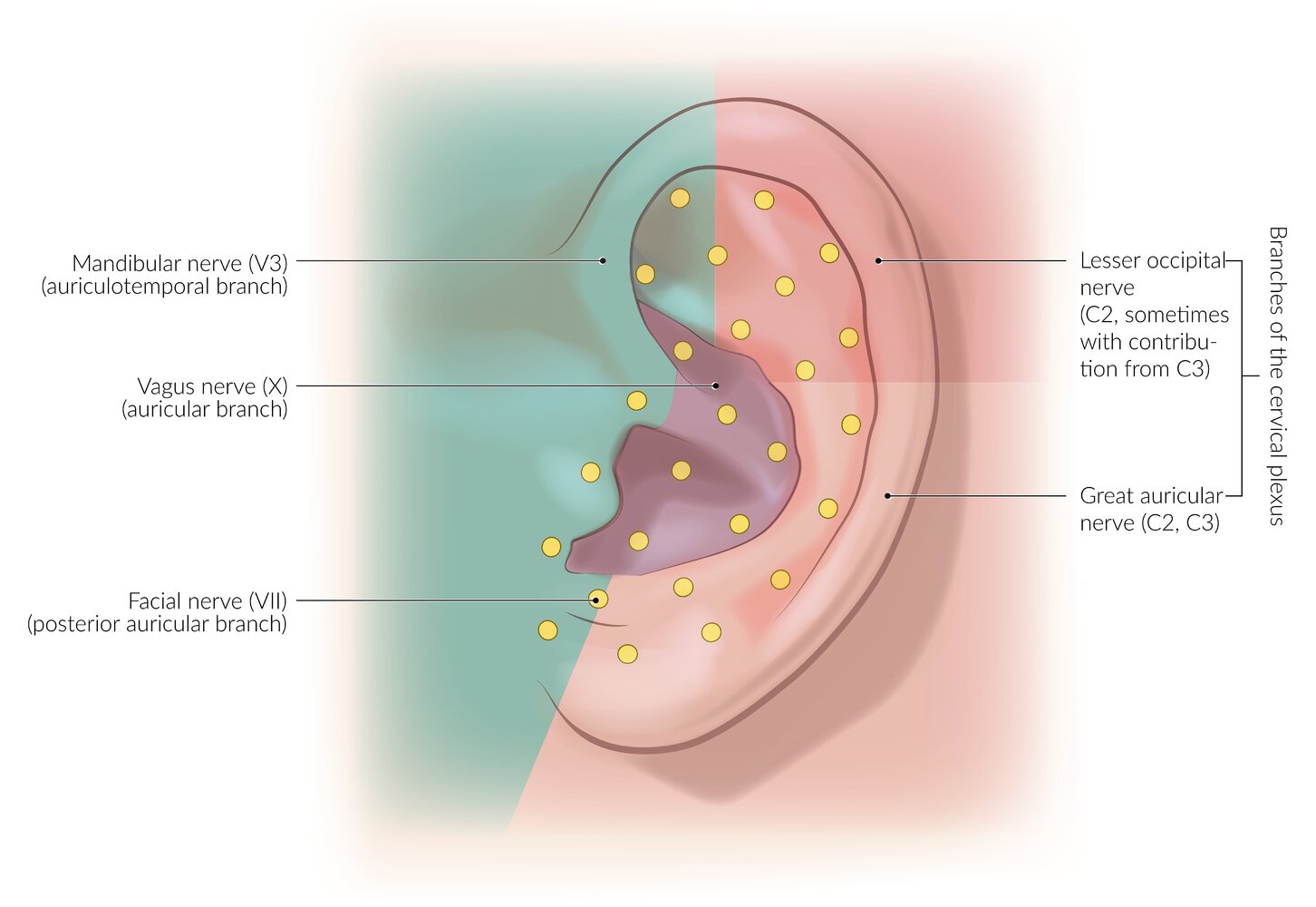 External Auditory Meatus Innervation