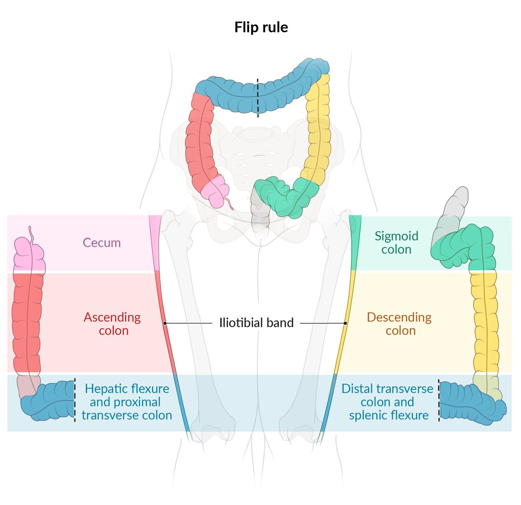 Chapman reflex points - Knowledge @ AMBOSS