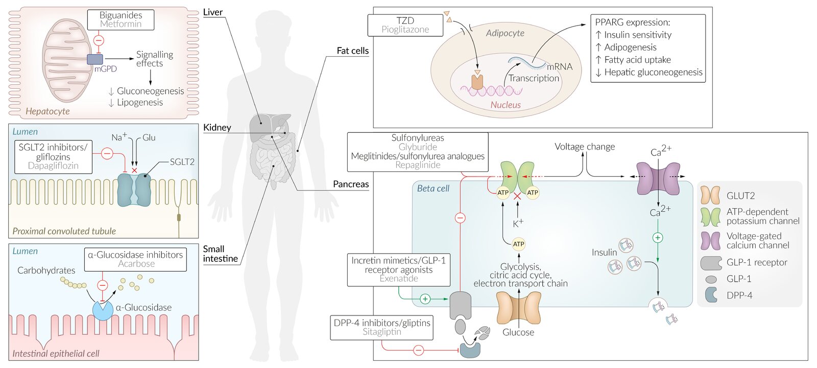 glp-1 patch vs injection GLP-1 Patches: What They Are and What You Should Know
