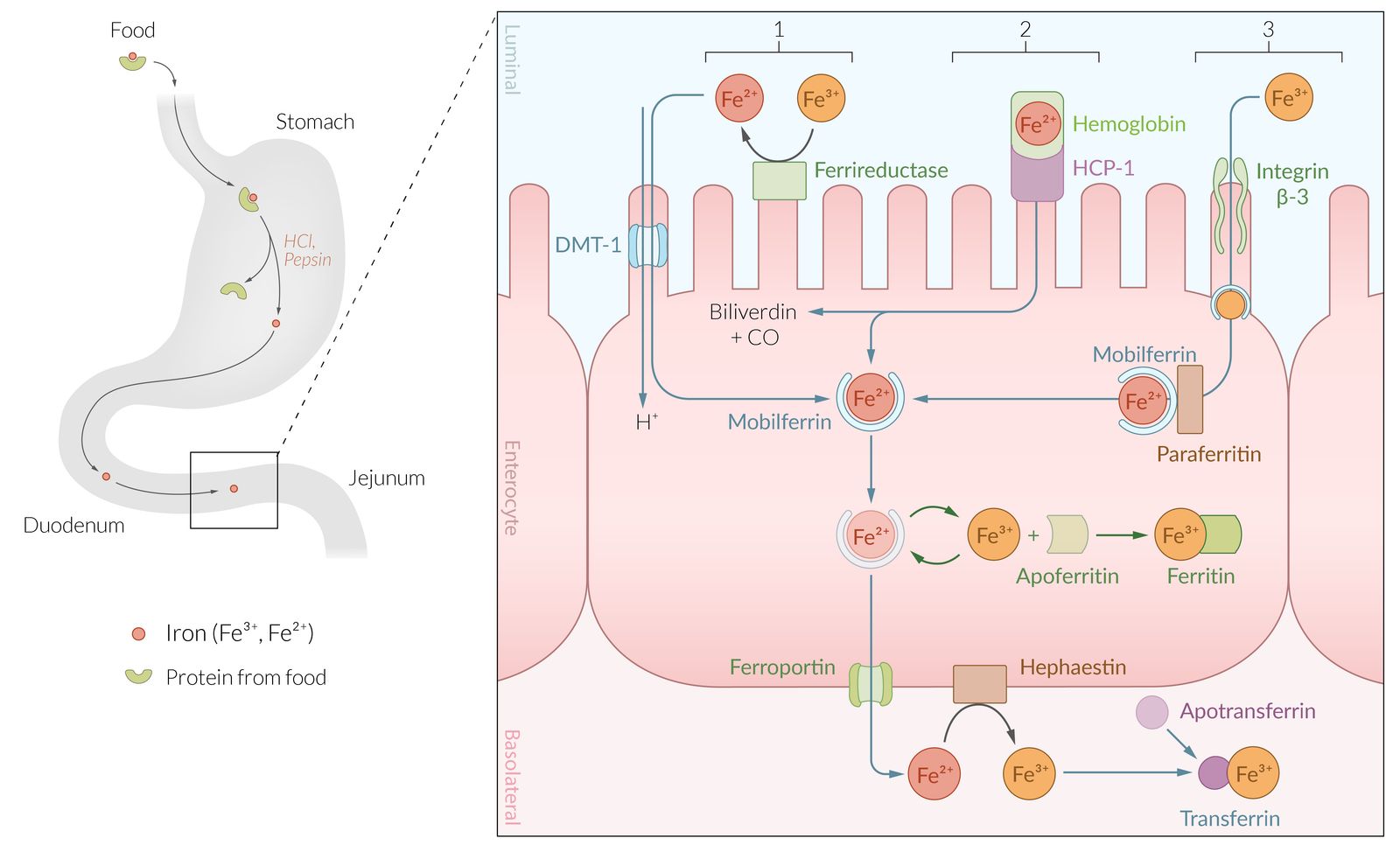Trace elements
