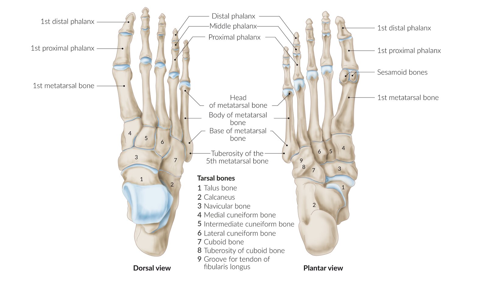 Metatarsal Bone Anatomy